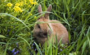 movie-peterrabbit-netabare-hyouka-kansou