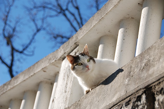 ブログ 猫除けで効果絶大じゃないグッズを猫嫌いが紹介 買うな 退職ヒーロー