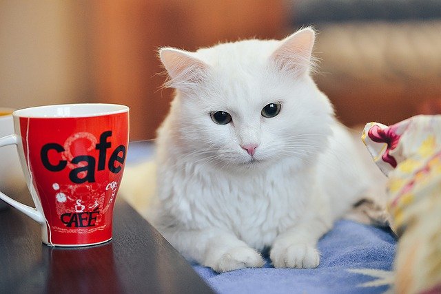 うざい 猫の嫌いな所と 猫好きについて書く 愛猫家は見ないで 退職ヒーロー